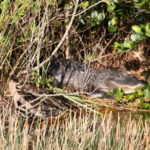 Everglades National Park, Florida, USA - Airboat tour - Alligator