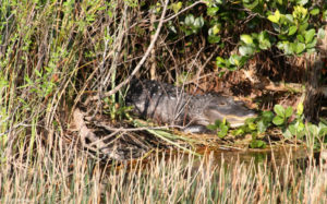 Everglades National Park, Florida, USA - Airboat tour - Alligator