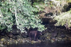 Ucluelet, Canada - Thornton Creek Hatchery - Black bear spotting