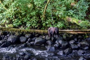 Ucluelet, Canada - Thornton Creek Hatchery - Black bear spotting