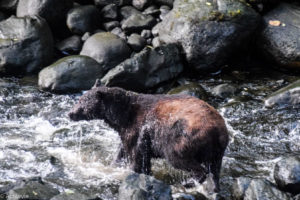 Ucluelet, Canada - Thornton Creek Hatchery - Black bear spotting