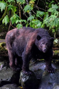 Ucluelet, Canada - Thornton Creek Hatchery - Black bear spotting