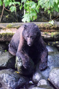 Ucluelet, Canada - Thornton Creek Hatchery - Black bear spotting