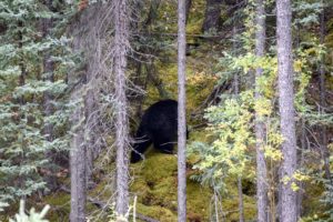 Jasper National Park, Canada - Miette Road - Black bear spotting