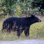 Canada_BlackBear2-0002