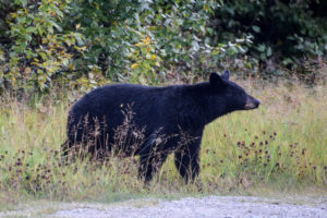 Jasper National Park, Canada - Miette Road - Black bear spotting