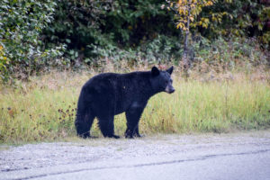 Jasper National Park, Canada - Miette Road - Black bear spotting