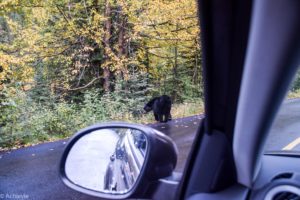 Jasper National Park, Canada - Miette Road - Black bear spotting