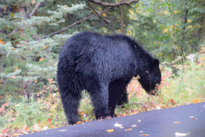 Jasper National Park, Canada - Miette Road - Black bear spotting