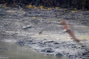 Jasper National Park, Canada - Medicine Lake - Moose spotting