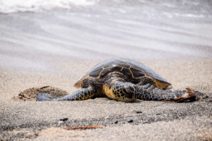 Big Island, Hawaii - Kaloko-Honokohau National Historical Park - Sea Turtle