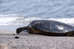 Big Island, Hawaii - Kaloko-Honokohau National Historical Park - Sea Turtle