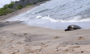 Big Island, Hawaii - Kaloko-Honokohau National Historical Park - Sea Turtle