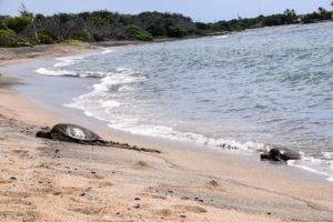 Big Island, Hawaii - Kaloko-Honokohau National Historical Park - Sea Turtle