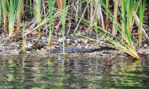 Colon, Panama - Gatun Lake - Eco tour by boat - Spotting crocodile