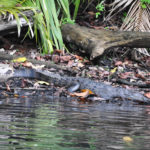 Panama_Crocodile-0002