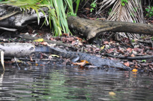 Colon, Panama - Gatun Lake - Eco tour by boat - Spotting crocodile