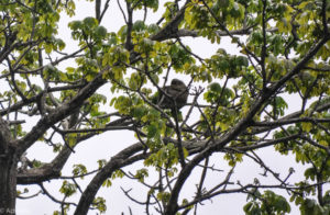 Colon, Panama - Gatun Lake - Eco tour by boat - Spotting sloth