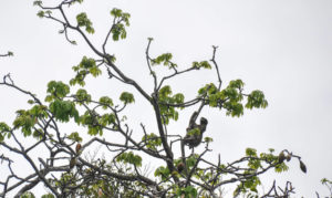 Colon, Panama - Gatun Lake - Eco tour by boat - Spotting sloth