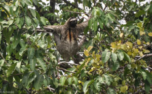 Colon, Panama - Gatun Lake - Eco tour by boat - Spotting sloth