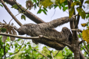 Colon, Panama - Gatun Lake - Eco tour by boat - Spotting sloth