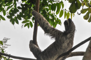 Colon, Panama - Gatun Lake - Eco tour by boat - Spotting sloth