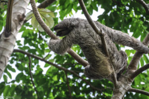 Colon, Panama - Gatun Lake - Eco tour by boat - Spotting sloth