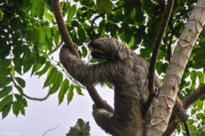 Colon, Panama - Gatun Lake - Eco tour by boat - Spotting sloth