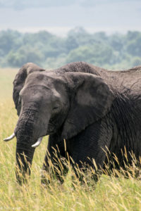 Masai Mara, Kenya - Safari - Game drive - Elephant spotting