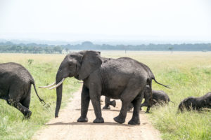 Masai Mara, Kenya - Safari - Game drive - Elephant spotting