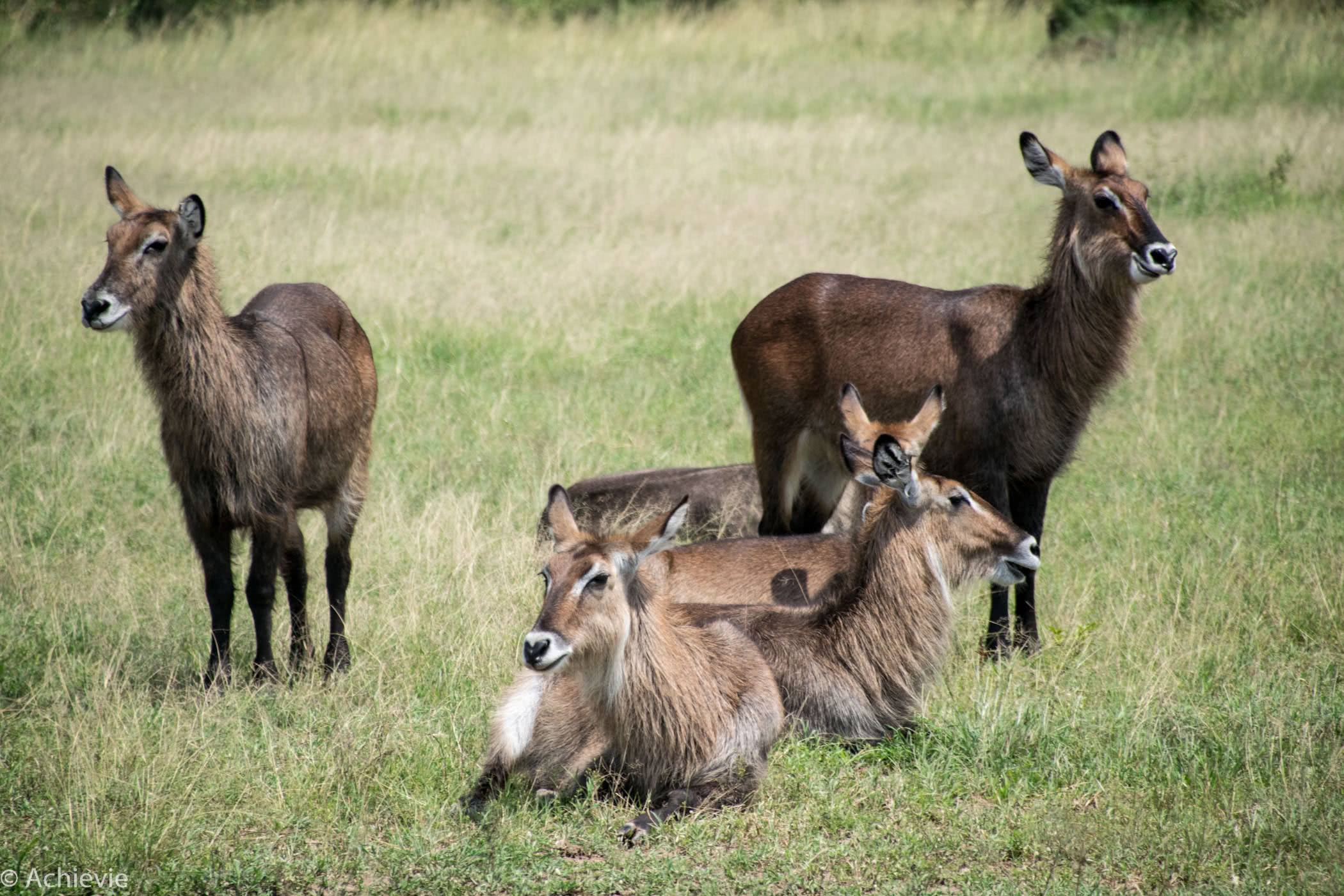 Kenya_MasaiMara_Day1-0005
