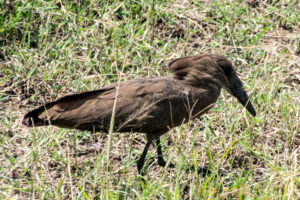 Masai Mara, Kenya - Safari - Game drive - Hammerhead