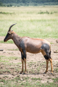 Masai Mara, Kenya - Safari - Game drive - Topi spotting