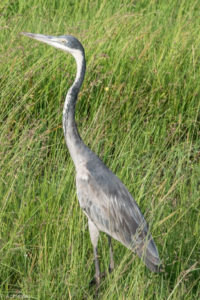 Masai Mara, Kenya - Safari - Game drive - Giant heron spotting