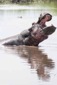 Masai Mara, Kenya - Safari - Game drive - Hippo spotting