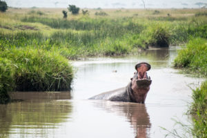 Masai Mara, Kenya - Safari - Game drive - Hippo spotting