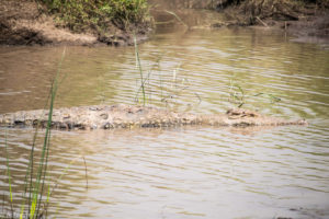 Masai Mara, Kenya - Safari - Game drive - Crocodile spotting