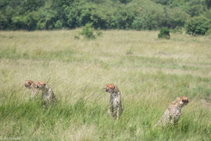 Masai Mara, Kenya - Safari - Game drive - Cheetah spotting