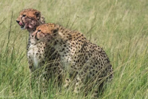 Masai Mara, Kenya - Safari - Game drive - Cheetah spotting