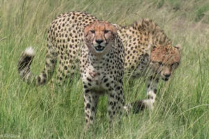 Masai Mara, Kenya - Safari - Game drive - Cheetah spotting