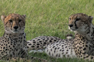 Masai Mara, Kenya - Safari - Game drive - Cheetah spotting