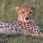 Kenya_MasaiMara_Day1-0017