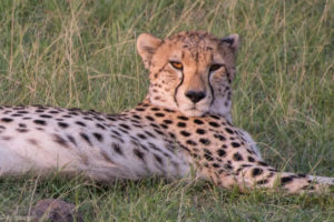 Masai Mara, Kenya - Safari - Game drive - Cheetah spotting