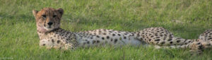 Masai Mara, Kenya - Safari - Game drive - Cheetah spotting