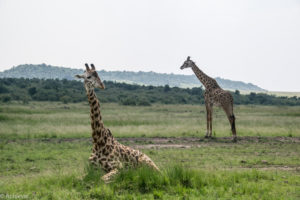 Masai Mara, Kenya - Safari - Game drive - Giraffe spotting