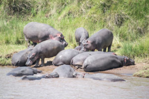 Masai Mara, Kenya - Safari - Game drive - Hippo spotting