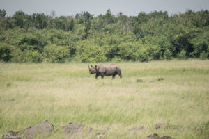 Masai Mara, Kenya - Safari - Game drive - White rhino spotting