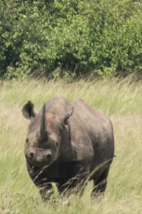 Masai Mara, Kenya - Safari - Game drive - White rhino spotting