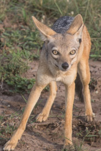 Masai Mara, Kenya - Safari - Game drive - Jackal spotting