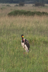 Masai Mara, Kenya - Safari - Game drive - Saddle billed stork spotting